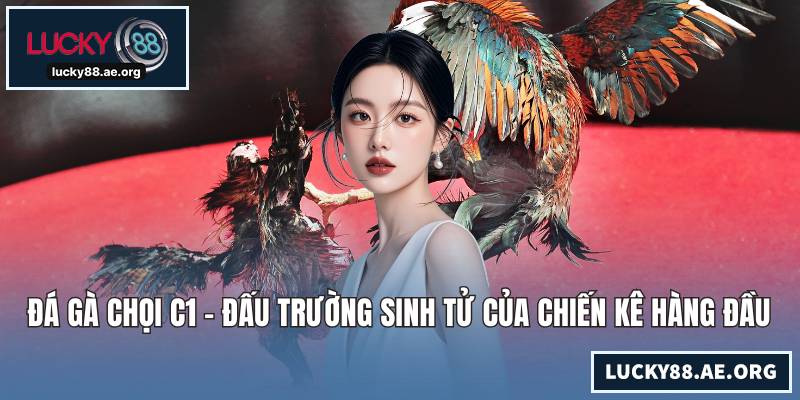 Đá Gà Chọi C1 - Đấu Trường Sinh Tử Của Chiến Kê Hàng Đầu